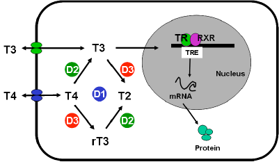 THYR TDM-3b-celular-fig1